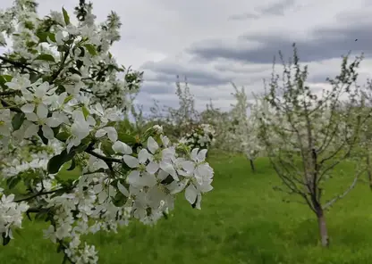 Больше тысячи новых яблонь высадят на Татышеве в Красноярске