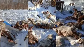 Что случилось с 50 коровами? Под Красноярском обнаружен скотомогильник