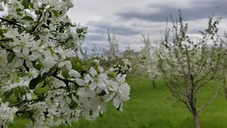Больше тысячи новых яблонь высадят на Татышеве в Красноярске