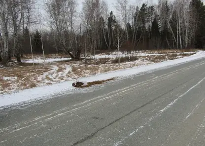 Мужчина выбросил большой пакет с наркотиком из окна машины во время погони в Красноярском крае