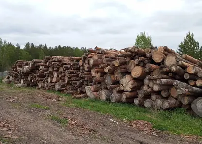 На 6 млн рублей вырубил леса житель поселка Кедровый в Красноярском крае