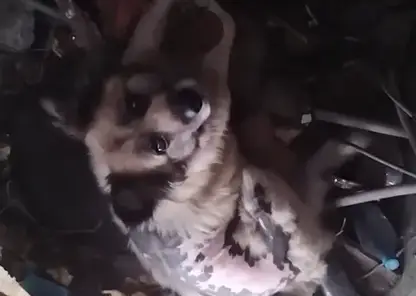 В Ачинске в открытый люк провалилась старенькая собака