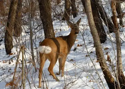 Косуль подкармливают в заказнике «Большемуртинский» Красноярского края на фоне сложной и снежной зимы