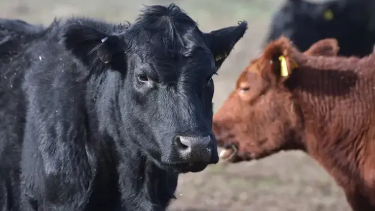 Запрет на вывоз скота и мяса введен в Бурятии на неопределенный срок