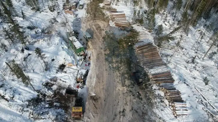 Более 2000 кубометров сосен вырубили под Красноярском
