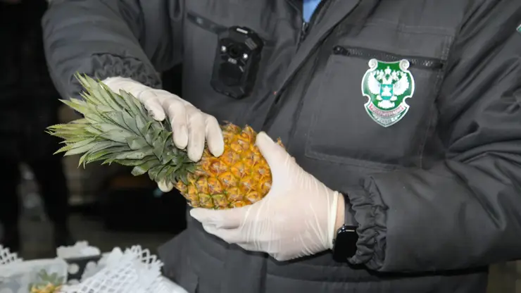 Заражённые ананасы и капуста из Китая остановлены на въезде в Красноярск