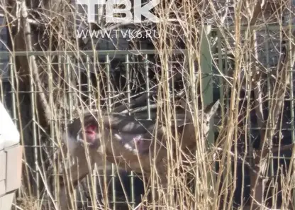 Охотинспекторы спасли забежавшую в Красноярск косулю