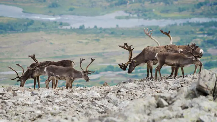 «Роснефть» вносит вклад в изучение и сохранение популяции северного оленя