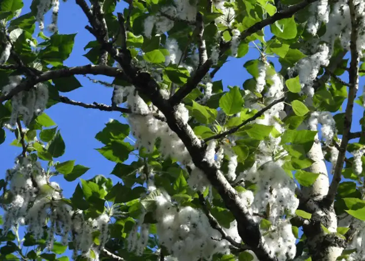В Красноярске начинается сезон тополиного пуха