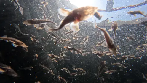 Программа зарыбления Енисея успешно выполнена «Норникелем» в 2025 году