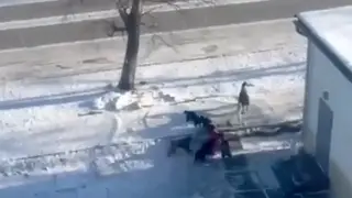 В Тыве после нападения собаки на 7-летнего ребёнка ввели режим экстраординарной ситуации