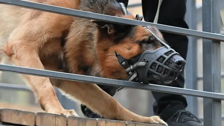 Глава СК РФ Бастрыкин затребовал доклад о расследовании нападения овчарки на семилетнюю девочку в Хакасии