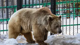 В Красноярске медведи начали просыпаться после зимней спячки
