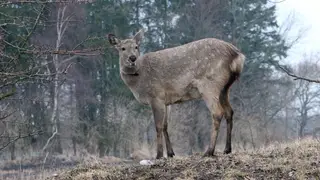 Житель Омской области нелегально убил четырех сибирских косуль