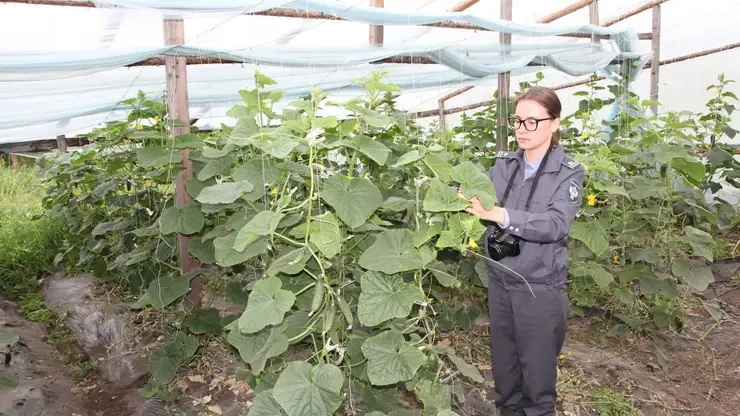 В Красноярском крае в тепличных огурцах и кабачках нашли нитраты и пестициды