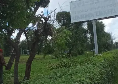 В Красноярске из-за рекламных щитов незаконно спилили деревья