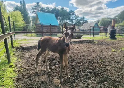 Жеребенок с вопросительным знаком на лбу родился в зоопарке в Омской области