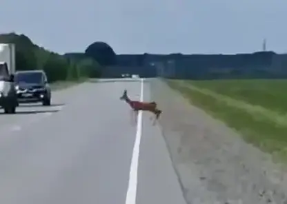 Начался брачный сезон у диких животных: омичей предупреждают об опасности на дорогах