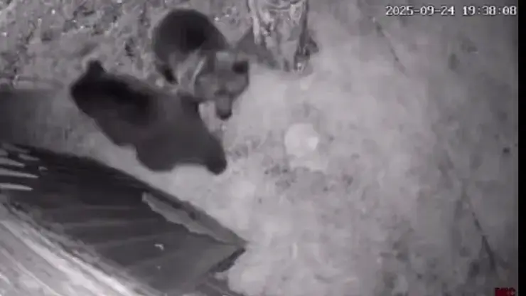 Два медведя в Красноярском крае вышли в городской двор