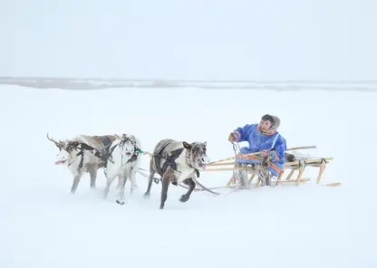 Оленеводы Таймыра получают свыше 90 миллионов рублей поддержки