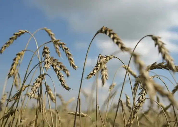 377 тысяч тонн зерна и масличных культур экспортировали из Красноярского края в этом году