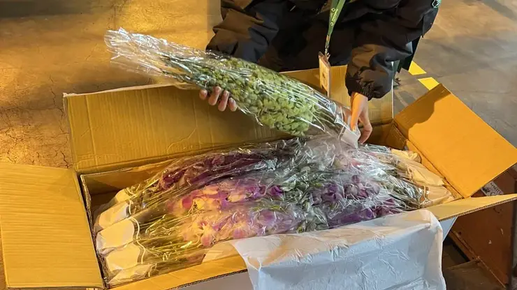 В Красноярск к 8 Марта привезли тысячи орхидей и пальмовых ветвей из Таиланда