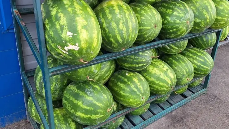 Алтайские эксперты развеяли 12 популярных мифов и раскрыли правду об арбузах