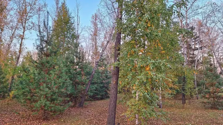 На защиту природных ресурсов Красноярского края выделяют свыше 14 млрд рублей