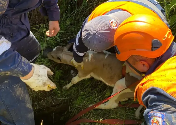 Спасатели вытащили теленка из глубокой ямы в Шушенском Красноярского края