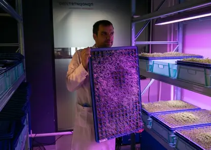 Ученые СФУ вырастили урожай микрозелени без использования грунта