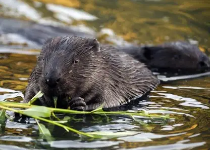 Сотрудники нацпарка в Красноярском крае сделали ролик про бобров под «Сидим с бобром за столом» (видео)