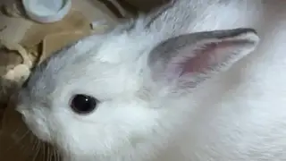 Житель Бурятии украл кролика из зоомагазина для новогоднего подарка жене и попал под уголовное дело