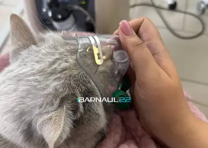 В Барнауле пожарные откачали кота кислородом и вернули его к жизни