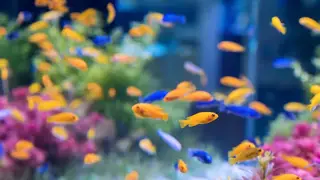 В Новосибирске 18 тысяч аквариумных рыбок прошли таможенный контроль