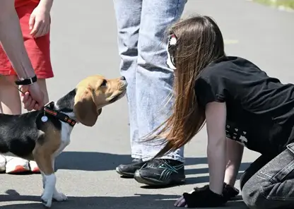 В Красноярске предлагают услуги по выгулу квадробера