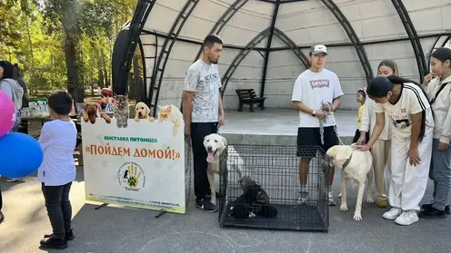 Выставка бездомных собак прошла в Кызыле в День города