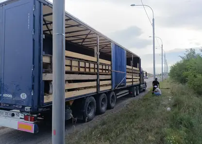 Гражданин Киргизии незаконно перевозил 31 корову в Хакасии