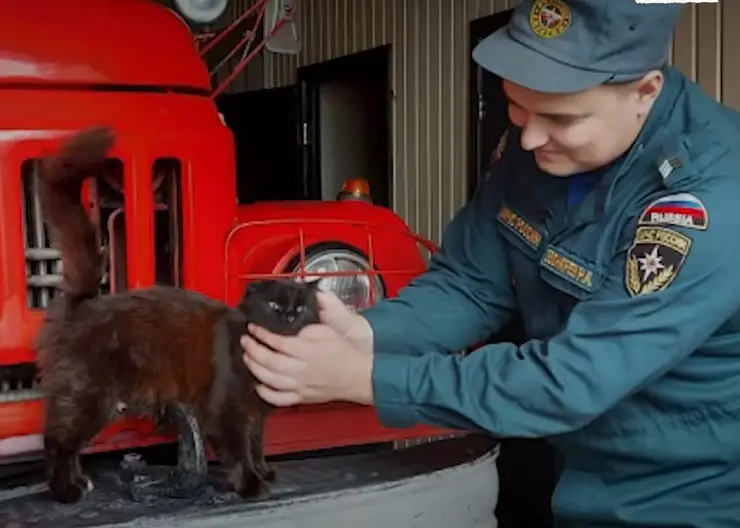 Спасенная из огня кошка Мария Пална стала психологом пожарной части в Красноярске