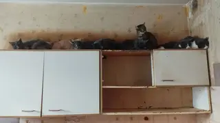 В Красноярске судебные приставы добились доступа в «кошачью» квартиру