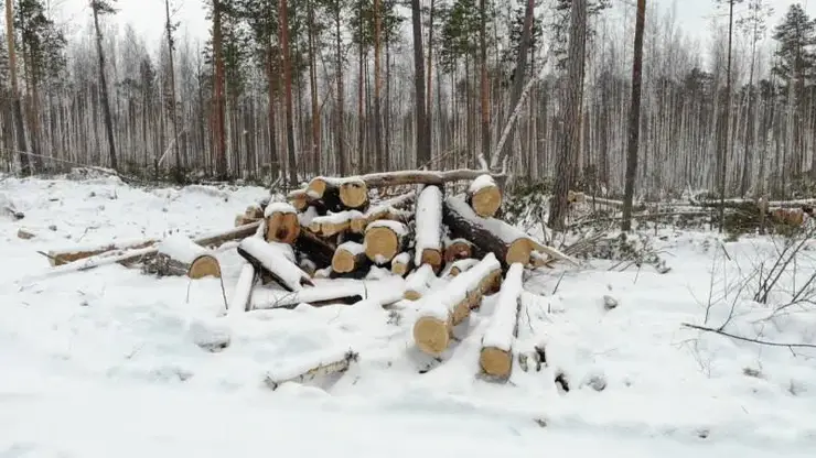 Предприниматель незаконно вырубил лес на два миллиона рублей в Красноярском крае