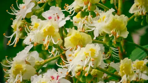 Чудо в сибирском климате: в Красноярске зацвели каштаны