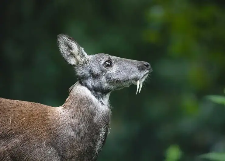 «Роснефть» представила комплексную программу, нацеленную на защиту биологического разнообразия