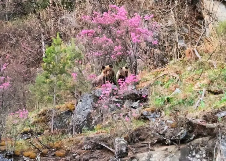 На Алтае заметили медведицу и медвежонка в цветущем маральнике