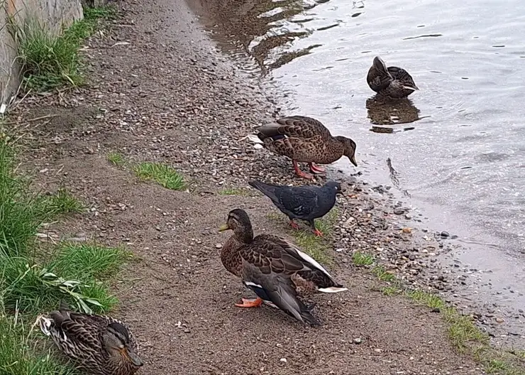 «Тут же отбирают еду»: красноярцы не могут накормить раненую утку на Енисее