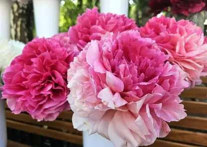 Садоводы Красноярска раскроют секреты пионов: в сквере имени А.С. Пушкина пройдут цветочные мероприятия