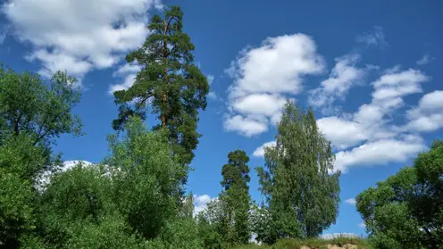 В Красноярском крае прогнозируют жаркое лето