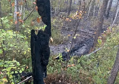 Молния нанесла мощный удар по дереву на севере Красноярского края