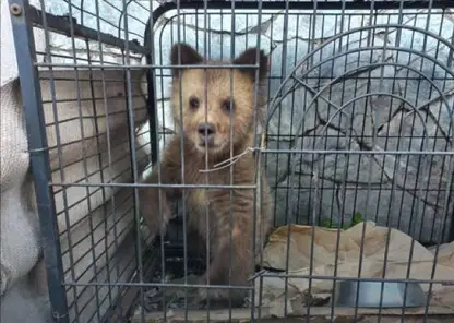 Раненого медвежонка нашли в Алтайском крае инспекторы по охотничьему надзору