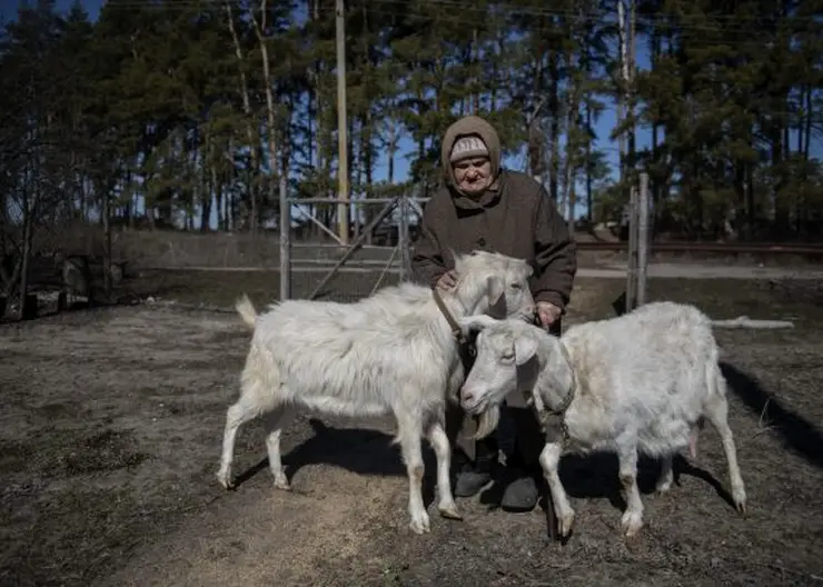 На Алтае разработали импортозаменяющий пробиотик для животных