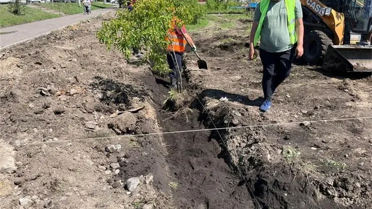 В Красноярске на месте бывшего рынка «Казачий» начали пересаживать деревья